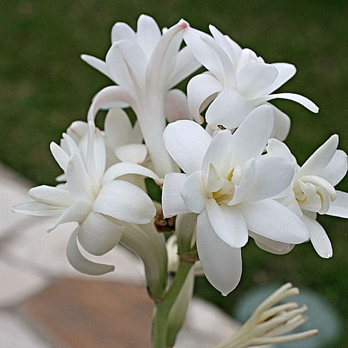 Tuberose Oil