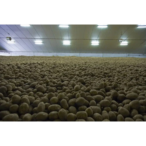 Potato Cold Storage Turnkey Project Service