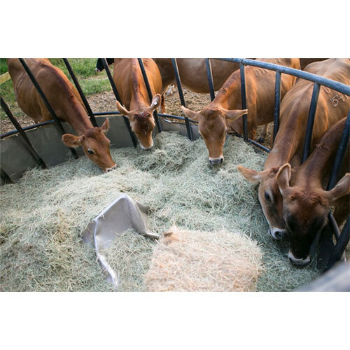 Animal Feed Enzyme