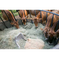 Animal Feed Enzyme - Application: Industrial