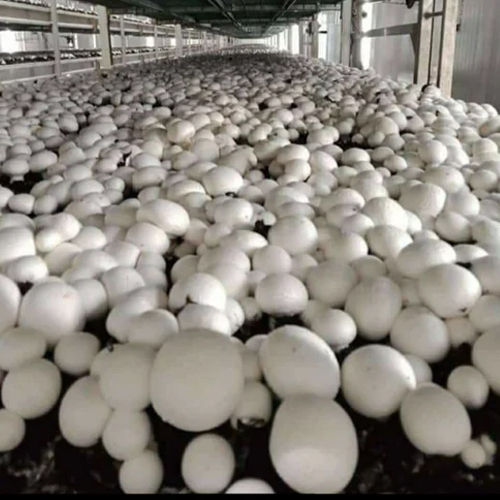 Sliver Mushroom Cold Storage Room