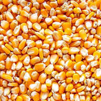 Corn And Maize