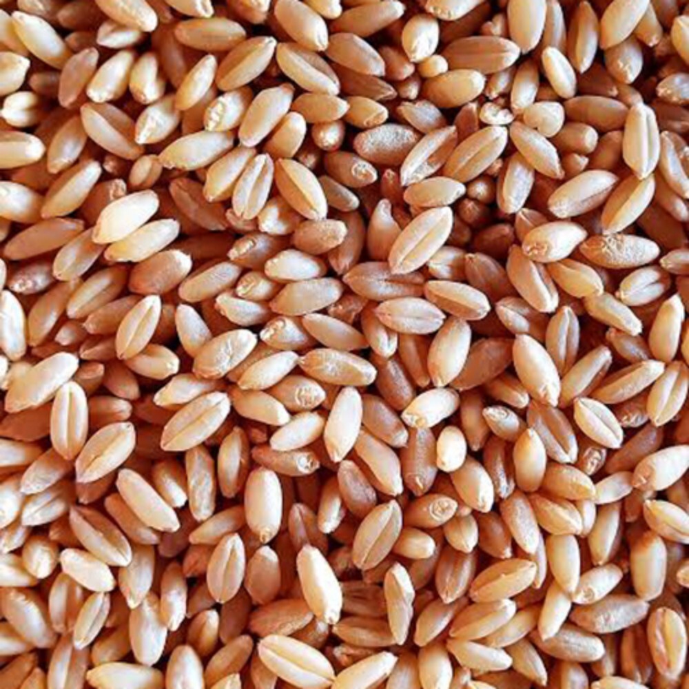 Wheat Grain - Color: Yellow