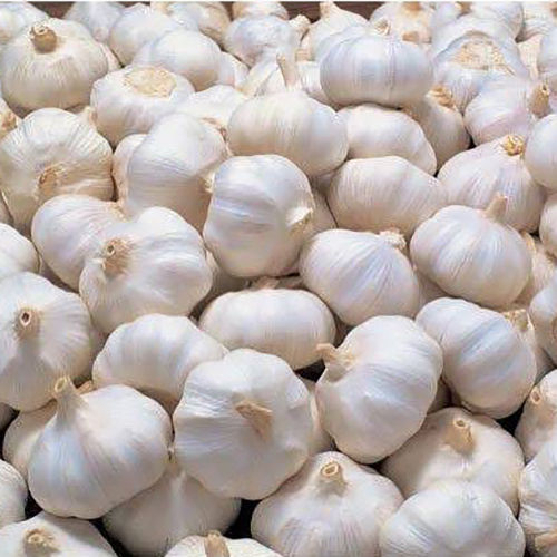 Fresh Garlic