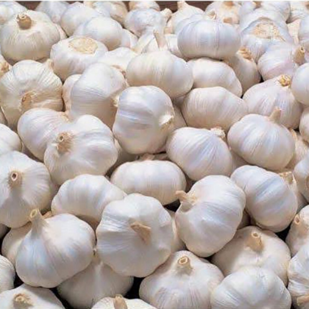 Fresh Garlic - Seasoned Natural Raw | Nil Moisture, 9-12 Months Shelf Life