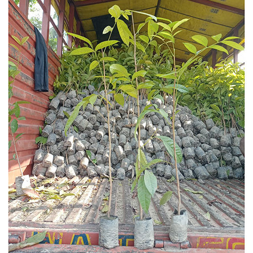 Natural African Mahogany Plant