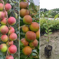 Apple Ber Plant - Vibrant Green Leaves, Various Sizes & Colors Available | Ideal For Indoor And Outdoor Spaces, Different Breeds To Match Your Style