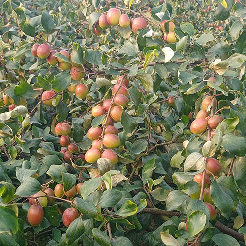 Bharat Sundori Apple Ber Plant