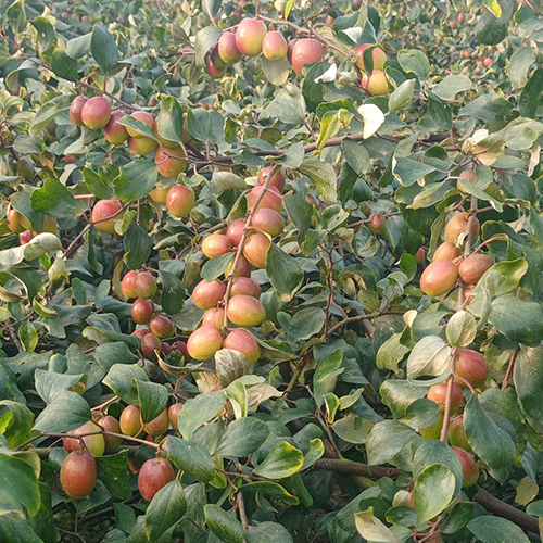 Bharat Sundori Apple Ber Plant