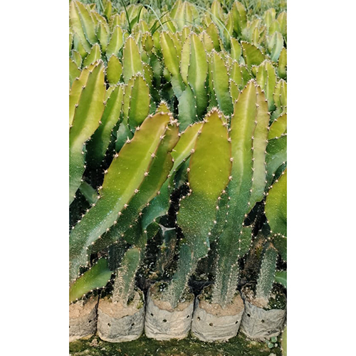 Dragon Fruit Plant