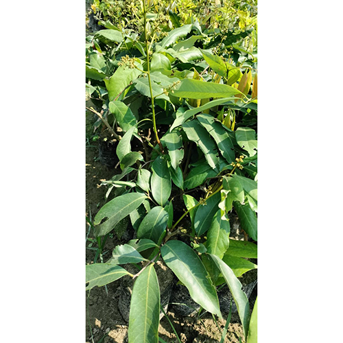 Grafted Lichi Plant