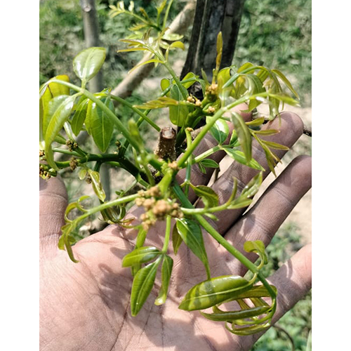 Grafted Thai Amra Plant