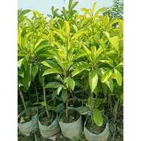 Different Available Kalapatti Chiku Plant