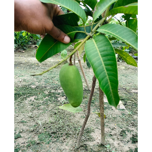 Kati Mohon Mango Plant