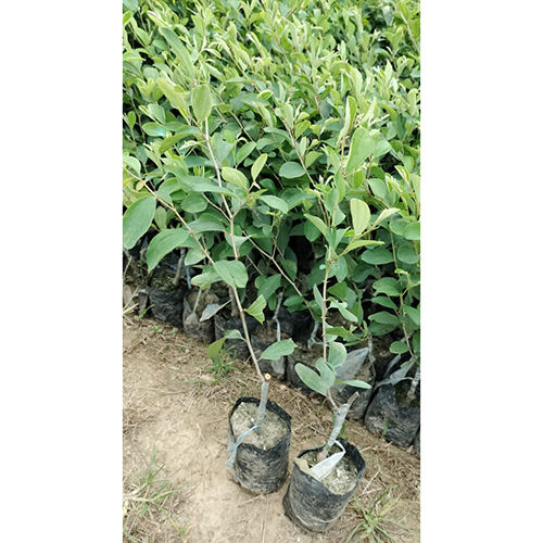 Shinduri Apple Ber Plant