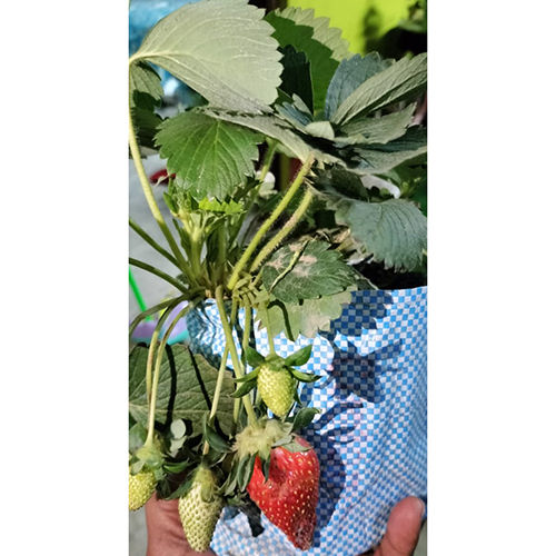 Strawberry Plant