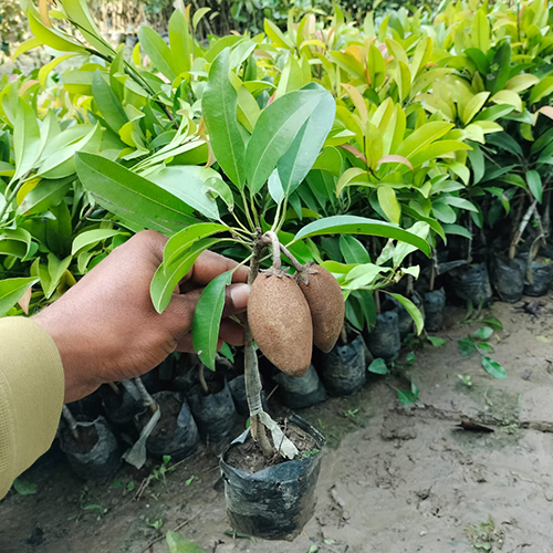 Thai Long Chiku Plant