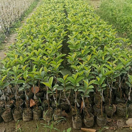 Different Available Thai7 Grafted Guava Plant