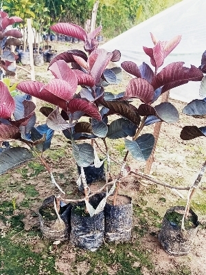 Different Available Thai7 Grafted Guava Plant
