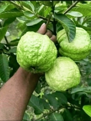 Different Available Vnr Guava Plant