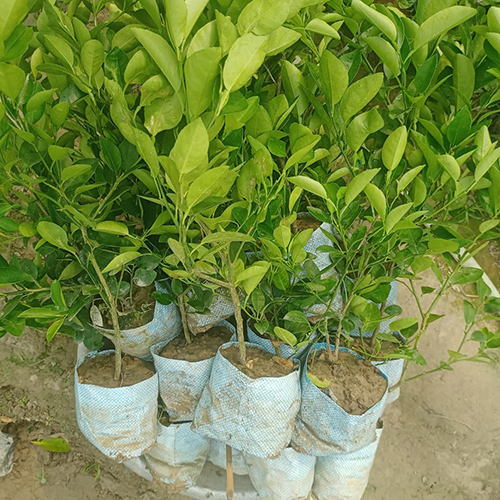 Kolkata Pati Lemon Plant