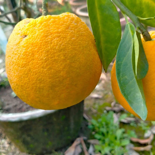 Yellow Malta Lemon Plant