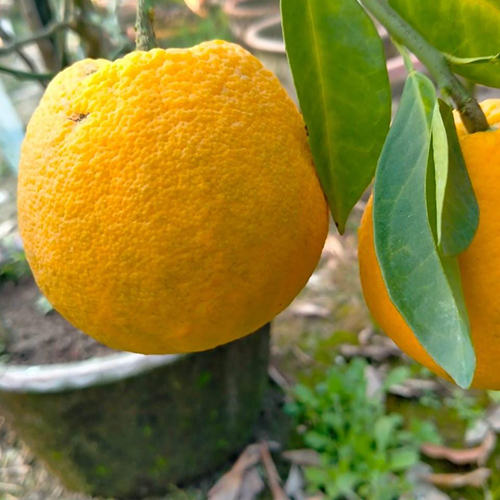 Yellow Malta Lemon Plant