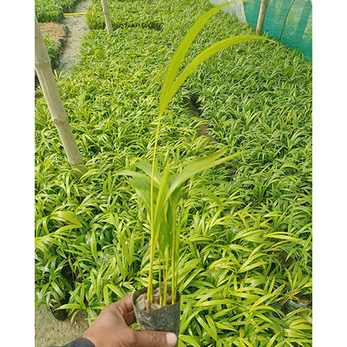 Different Available Arica Palm Plant