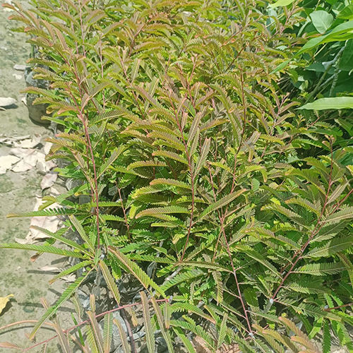 Grafted Amla Plant