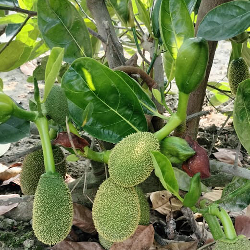 Vietnam Super Early Kathal Plant