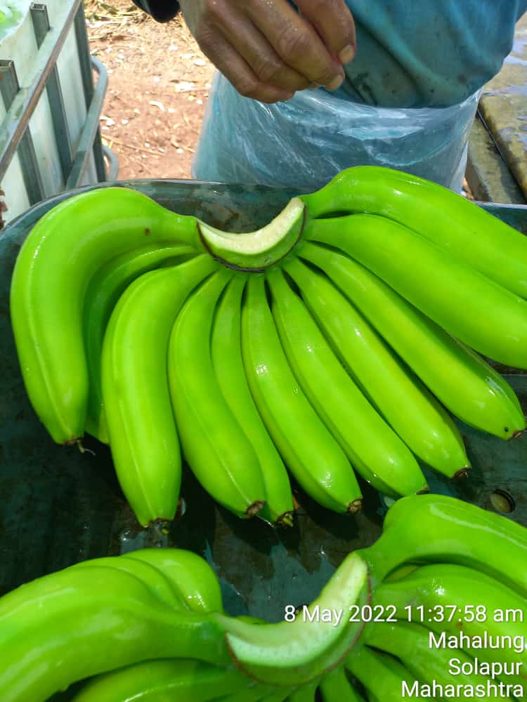 Cavendish Banana - Whole, Medium Size, Yellow Color | Fresh, Sweet Taste, Fully Mature, Non-glutinous, Curved Shape, 1 Kg Weight, 7 Days Shelf Life