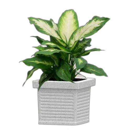 3133 Roto Moulding Planter - Color: White