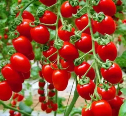 Processed Cherry Tomato