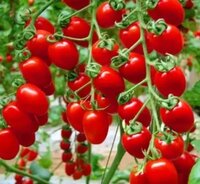 Processed Cherry Tomato - Style: Preserved