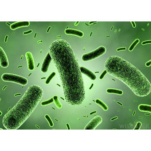 Microbial Culture of Bacillus Coagulans spores