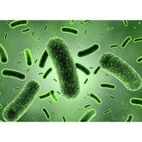 Microbial Culture Of Bacillus Coagulans Spores - Purity: High