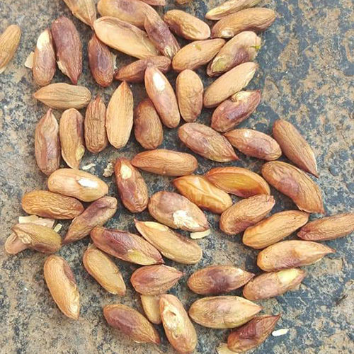 Common Neem Kernels