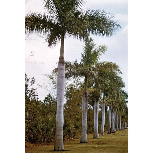 Natural Palm Trees