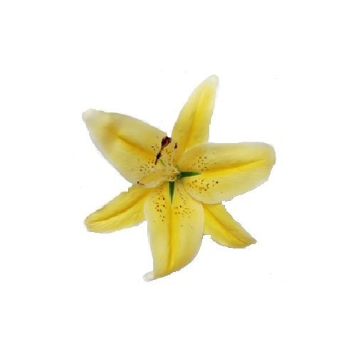 10cm Artificial Real Touch Soft Lily Head