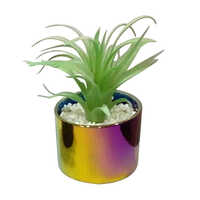 Durable Artificial Senecio Succulent Plant With Ceramic Pot