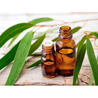 Eucalyptus Essential Oil