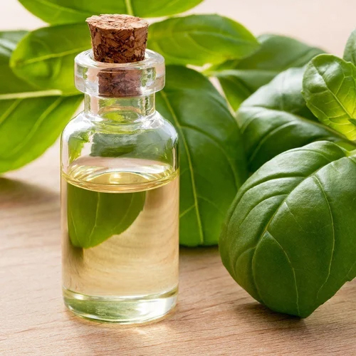 Basil Essential Oil