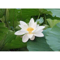 Palmarosa Essential Oil