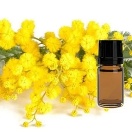 Mimosa Absolute Oil