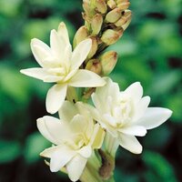 Oil Tuberose Absolute