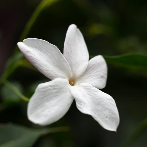 Oil Absolute Jasmine Grandiflorum