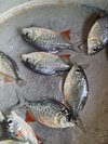 Rupchada fish seeds