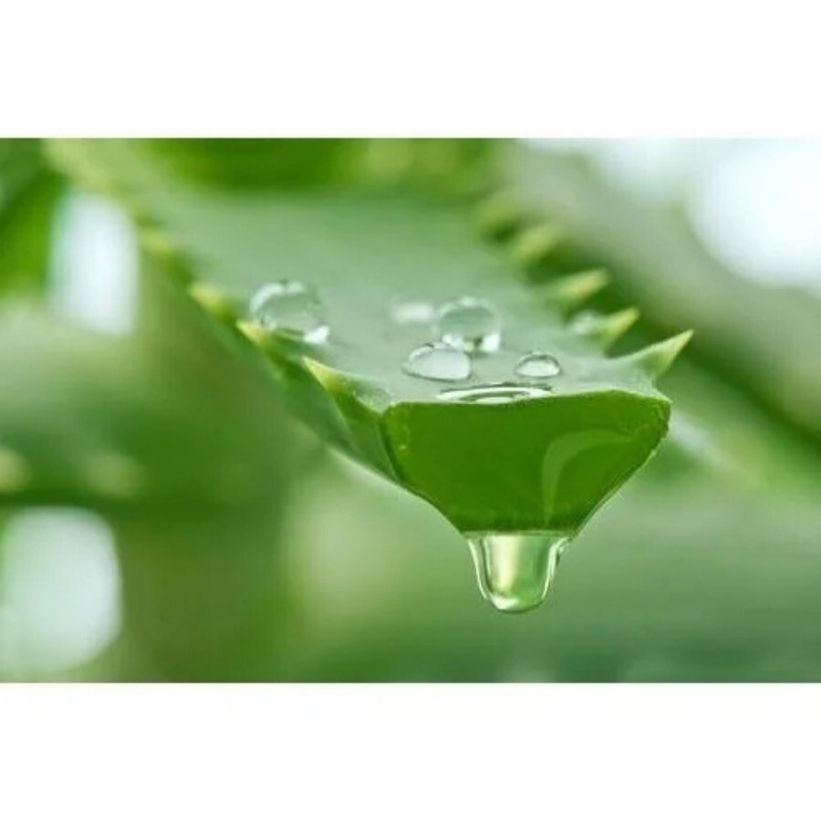Pure Aloe Vera Gel - Powder Form | All-Natural Soothing Solution for Commercial & Personal Care, Suitable for All Skin Types, Easy Storage in Dry Place