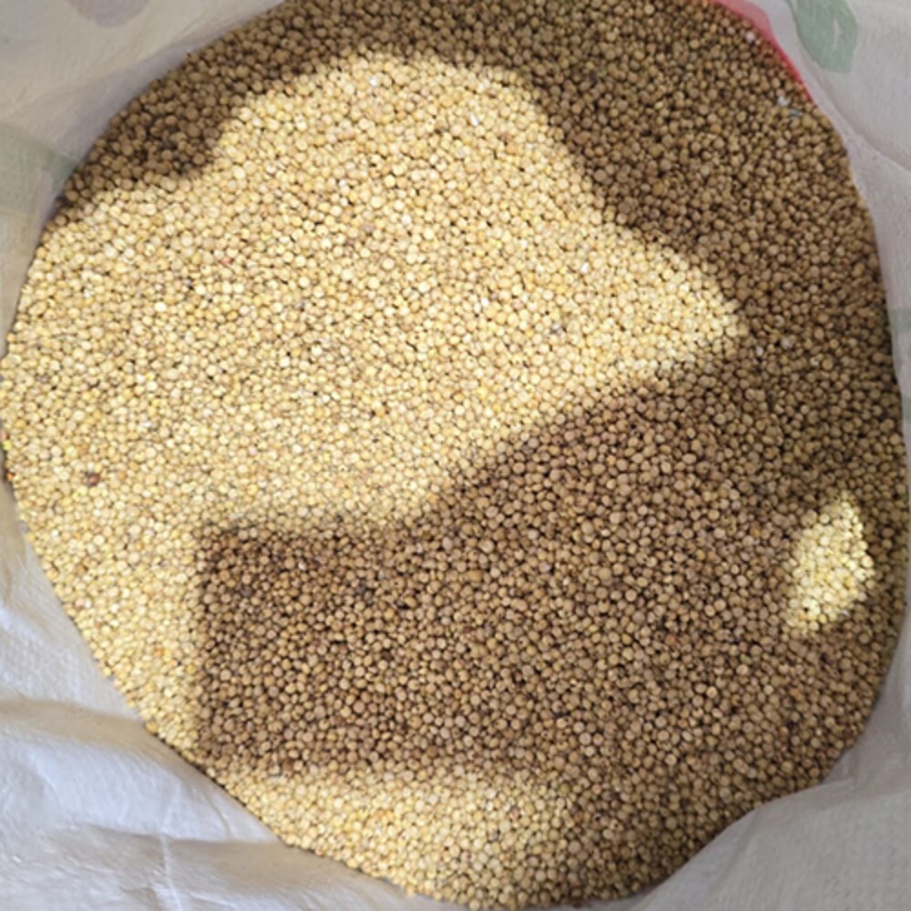 Indian Jowar millet