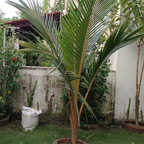 Natural Coconut Tree